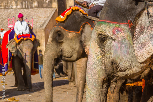 Fotografie Elephants and their mahouts (drivers) in a courtyard at the Amber Fort in Rajasthan, India