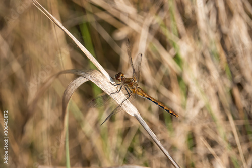Meadowhawk Dragonfly on Leaf in Summer