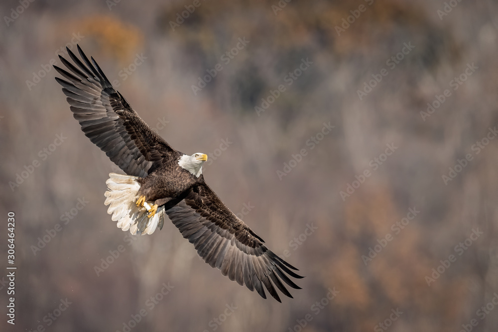 Obraz premium Bald Eagle 
