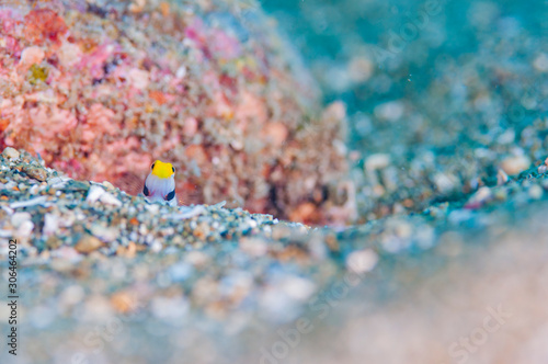 Yellownose prawn-goby photo