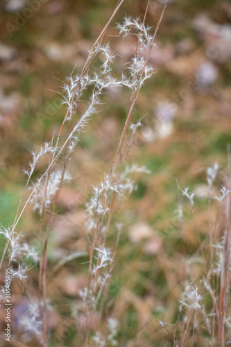 Wispy White Seeds on Fall Plants Fuzzy, fluffy, white, delicate seeds cling to their mother plant soon to blow away and lay dormant until spring. © ELG Photography