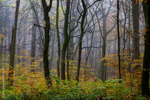 beautiful foggy forest in autumn © Melinda Nagy