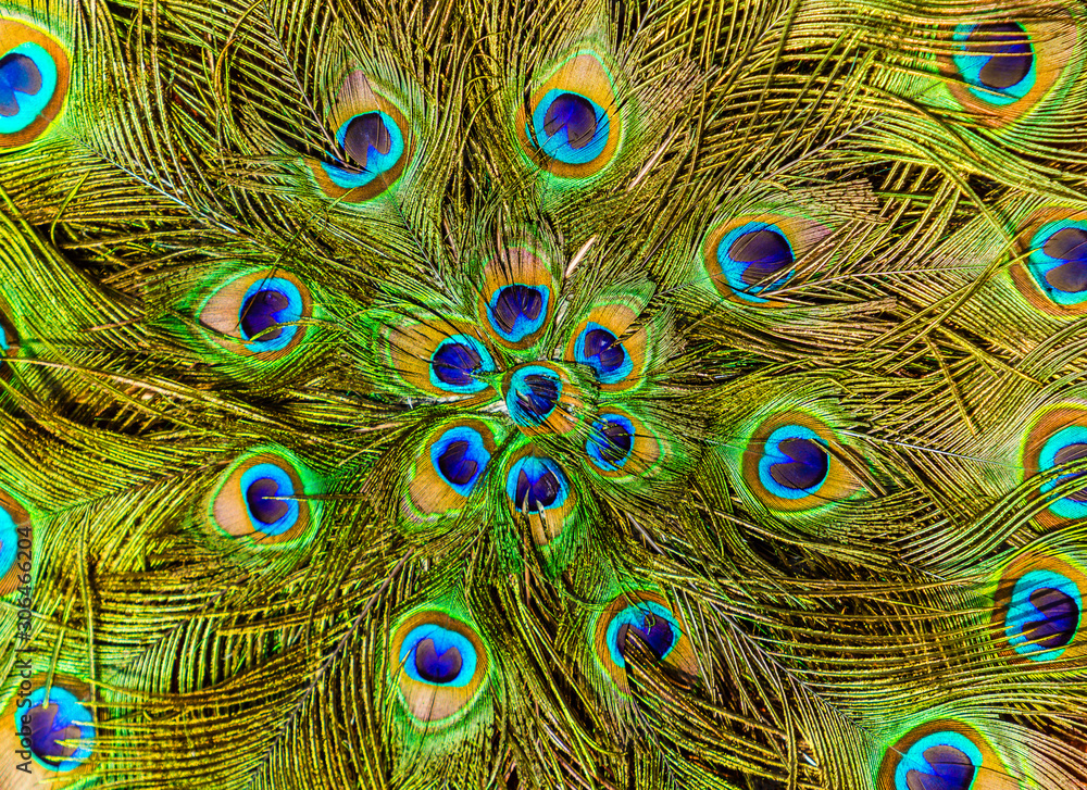 Fototapeta premium A close up of peacock feathers.