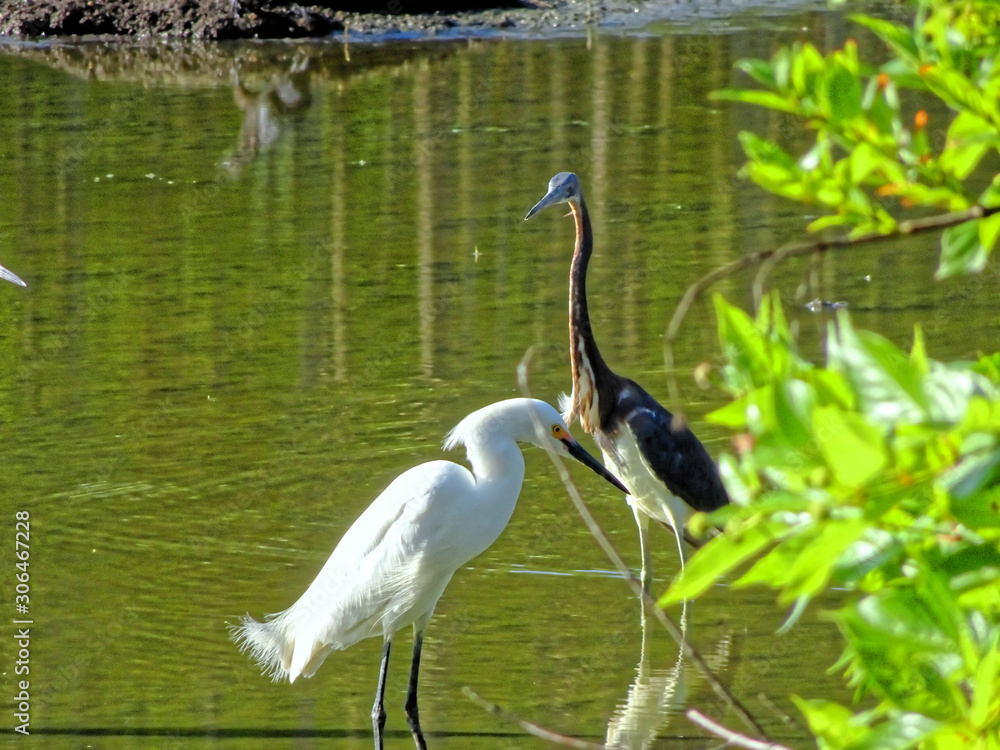 Naklejka premium assorted swamp birds in Florida