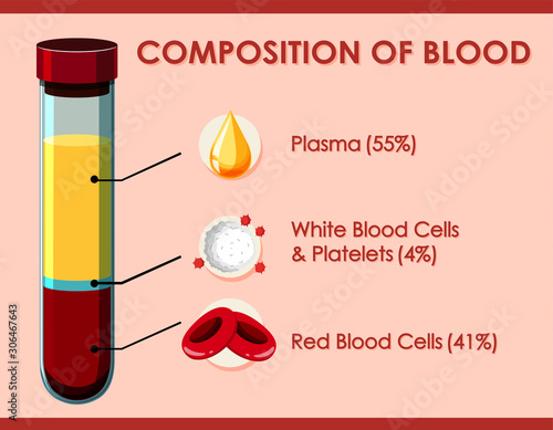 Diagram showing composition of blood