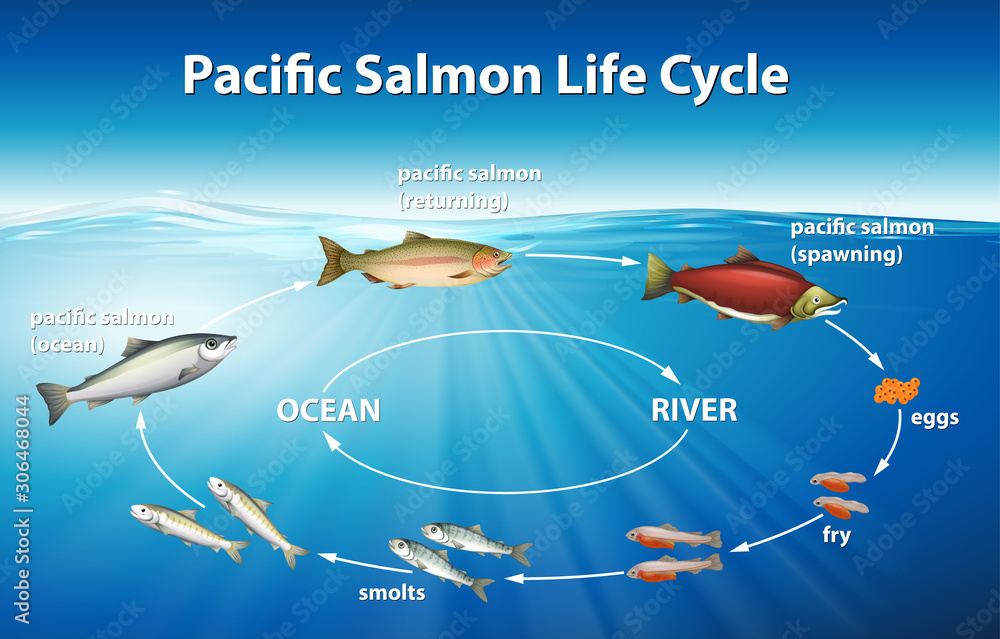 Diagram showing pacific salmon life cycle