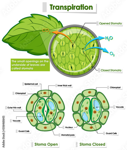 Diagram showing details of plant cell