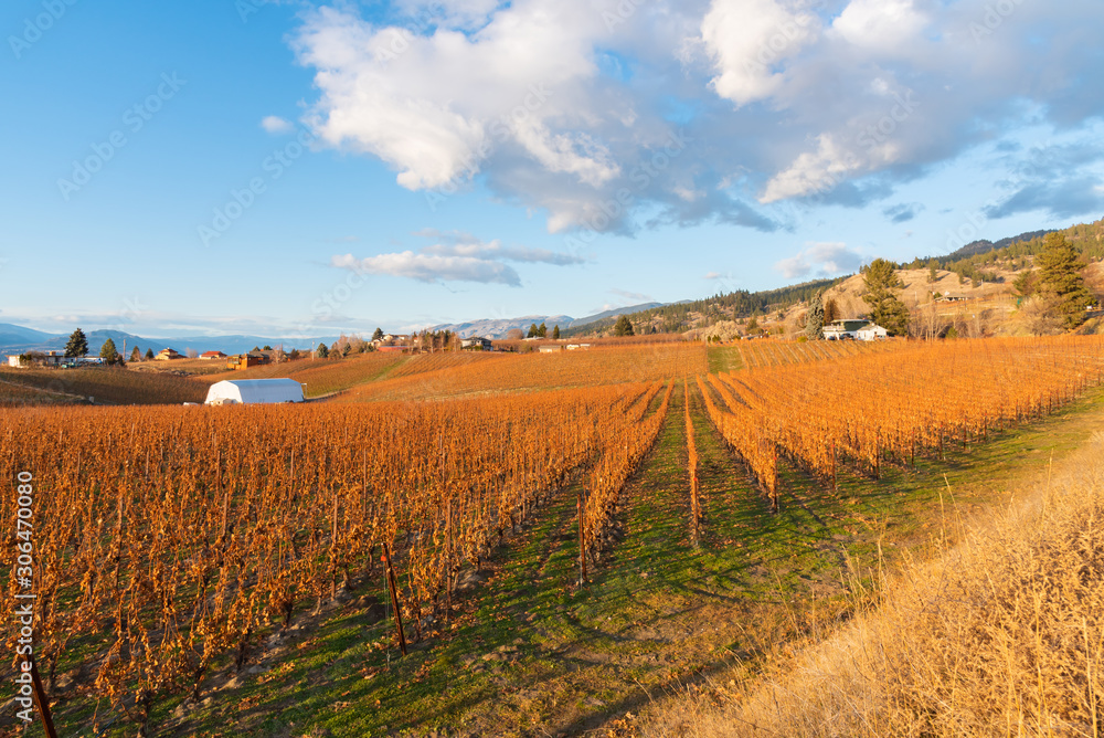 View of vineyard and blue sky on the Naramata Bench in autumn