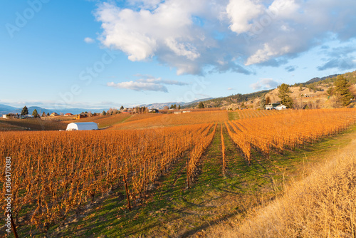 View of vineyard and blue sky on the Naramata Bench in autumn