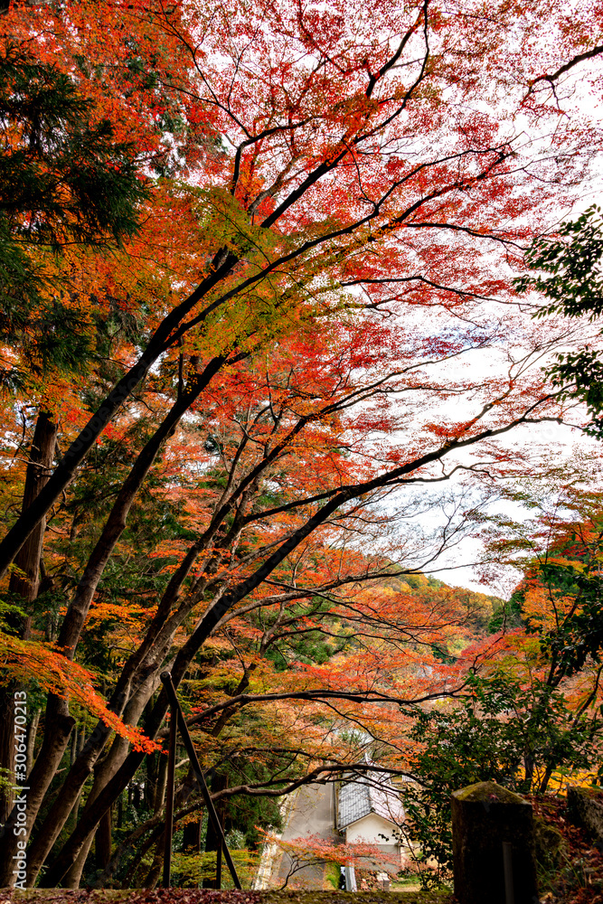 Naklejka premium View of Okusan-ji temple in Japan in autumn season