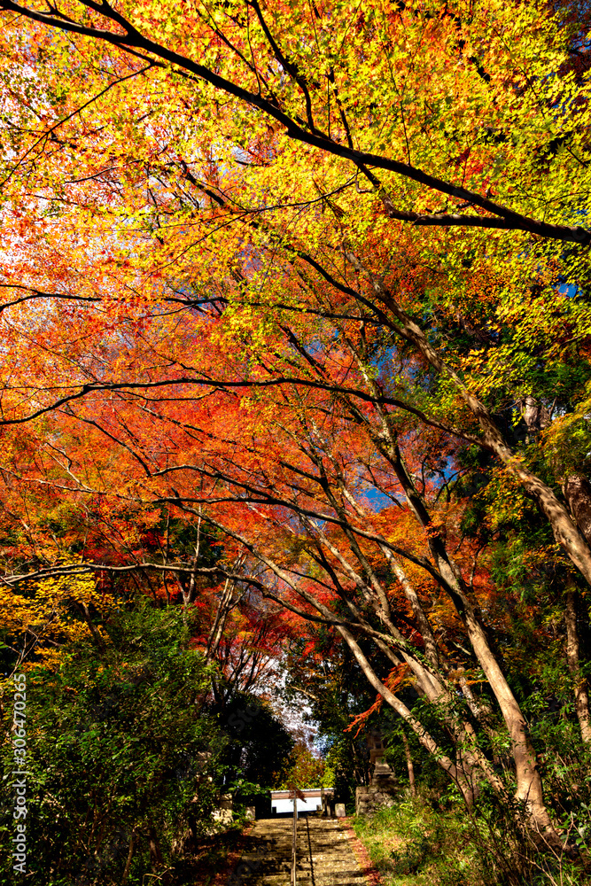 Autumn leaf colors of maple trees in Japan Autumn leaf colors of maple trees in Japan