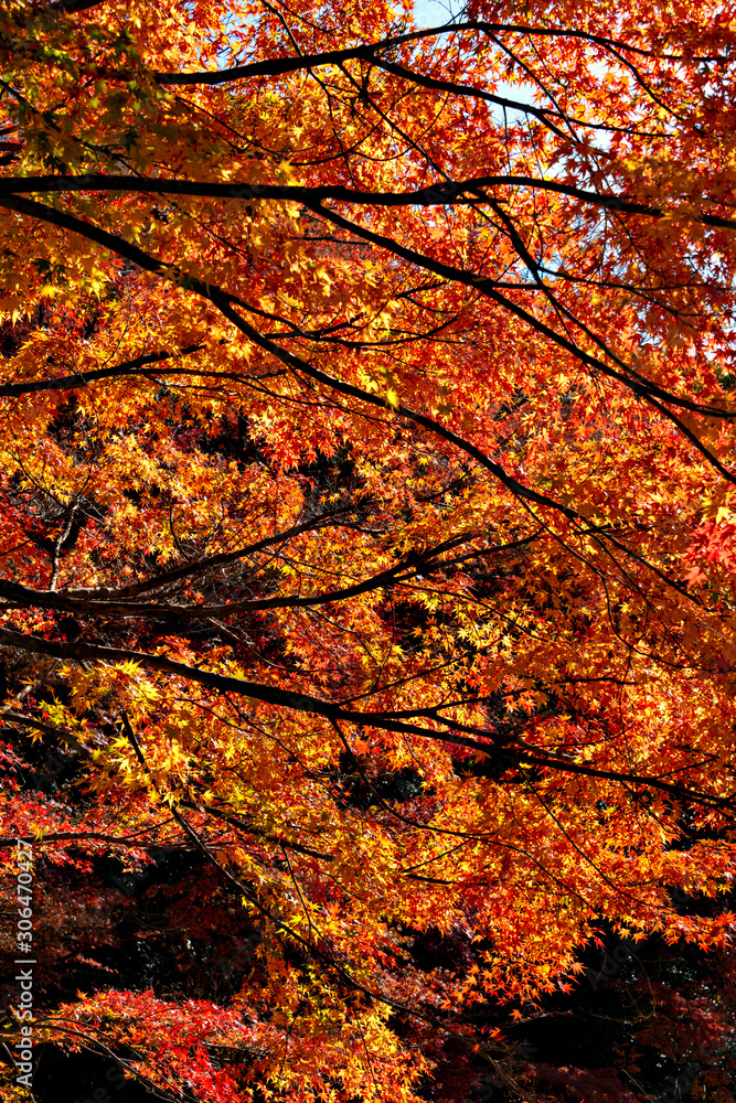 Autumn leaf colors of maple trees in Japan