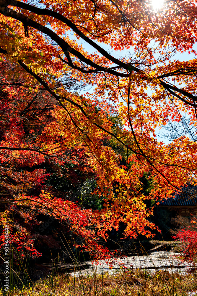 Autumn leaf colors of maple trees in Japan Autumn leaf colors of maple trees in Japan