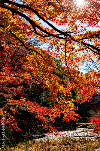 Autumn leaf colors of maple trees in Japan