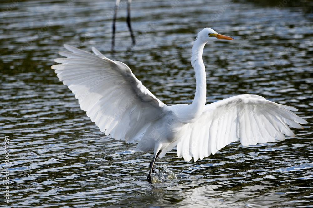 Fototapeta premium great white egret in the water