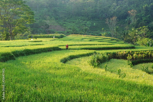 Beautiful Terracing rice field, nature, mountain, rice, asia, terrace, travel, plant, farm, vietnam, agriculture, green, environment, valley, field, asian, food, plantation, thailand, curve, paddy, la