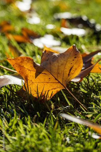 close up of big orange maple leaf on the green grassy ground back lit by the sunlight on autumn afternoon in the park