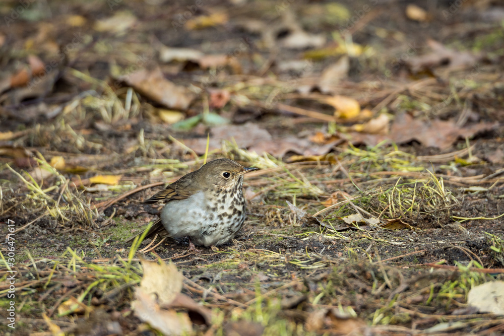 Fototapeta premium close up of a cute tiny bird resting on fall leaves covered ground searching for food
