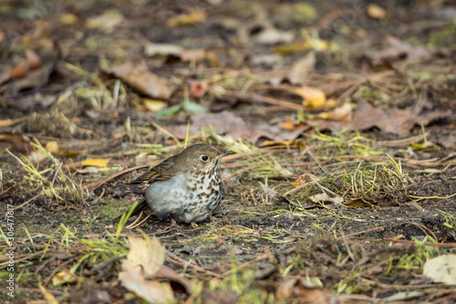 close up of a cute tiny bird resting on fall leaves covered ground searching for food