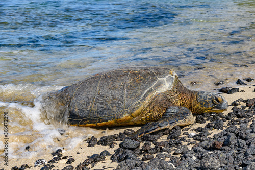 Green sea turtle (Chelonia mydas) warming on the beach in the sun