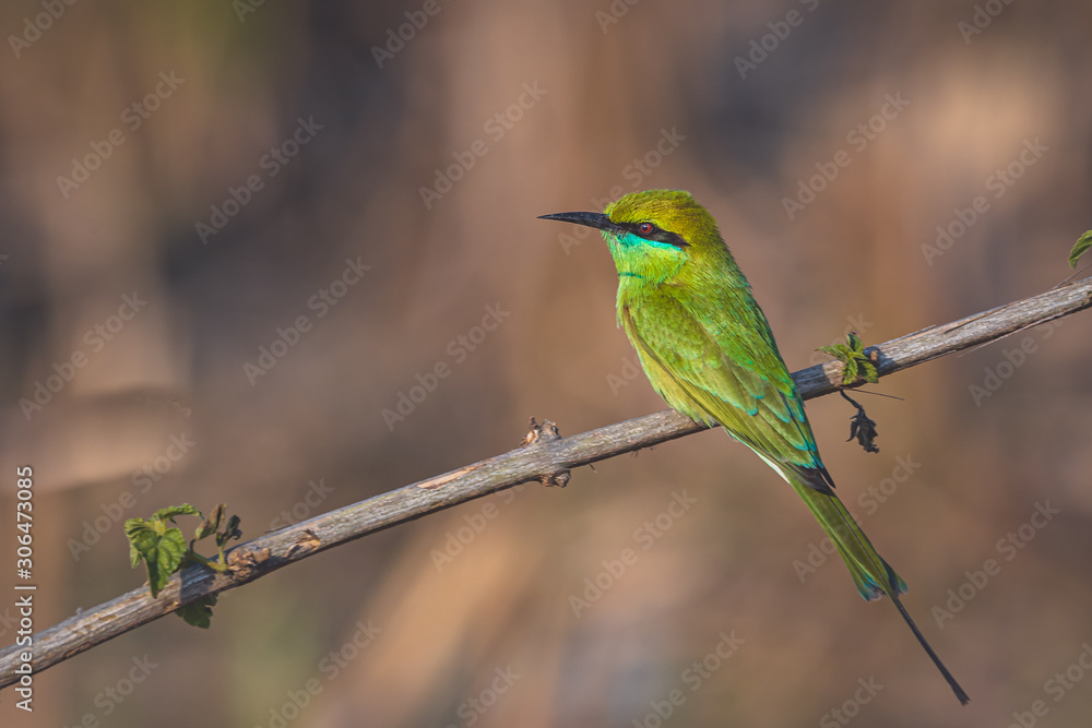 Green Bee Eater Green Bee Eater