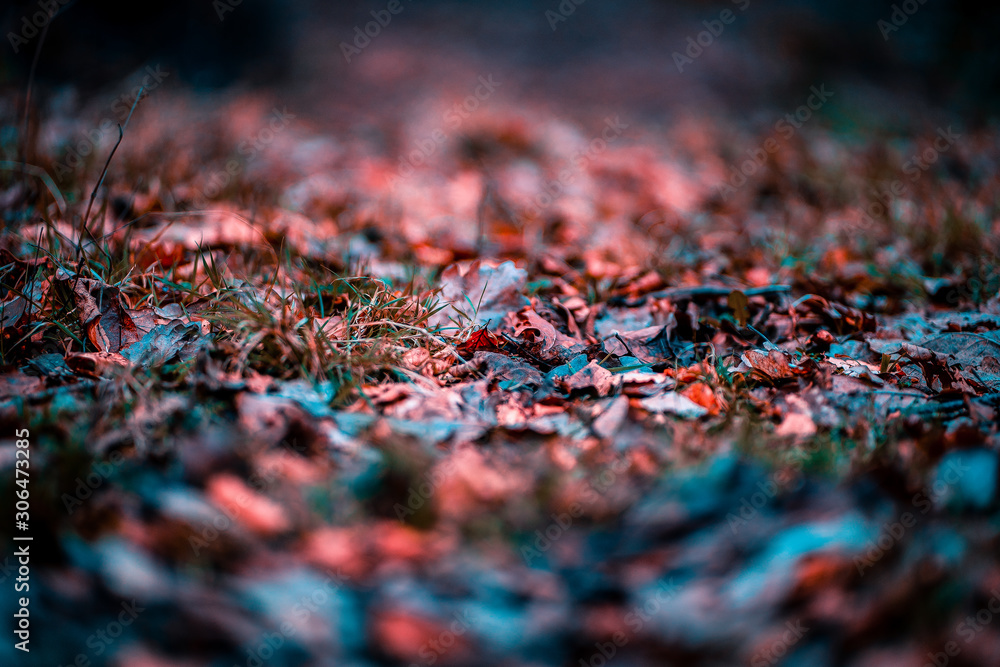 Foliage in autumn colors in the woods with leaves in beautiful bokeh background. Fall warm and moody colors in a forest in the countryside of England, UK. Foliage in autumn colors in the woods with leaves in beautiful bokeh background. Fall warm and moody colors in a forest in the countryside of England, UK.