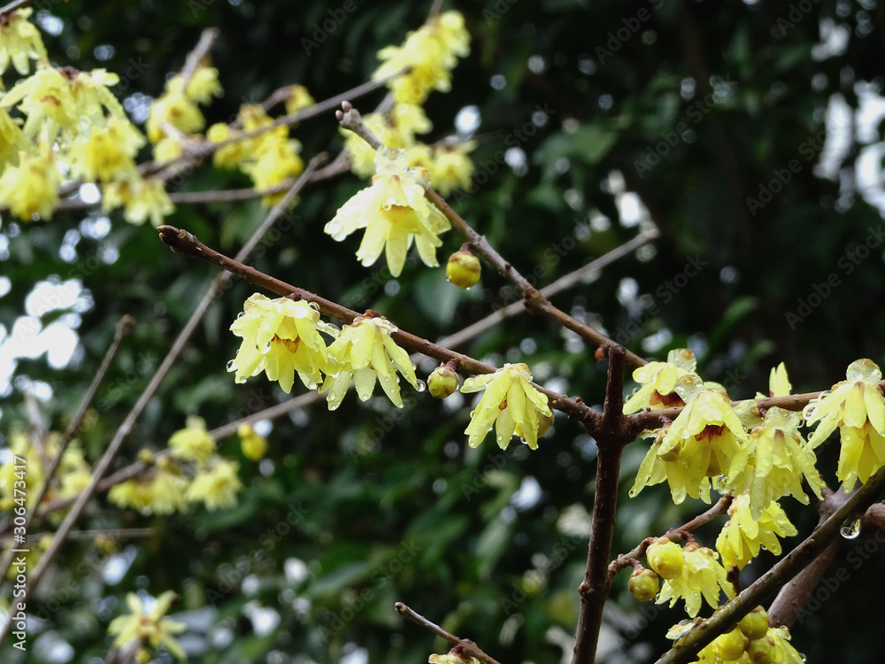 緑の垣根を背景に蠟梅の花と蕾 Chimonanthus Praecox Stock Photo Adobe Stock