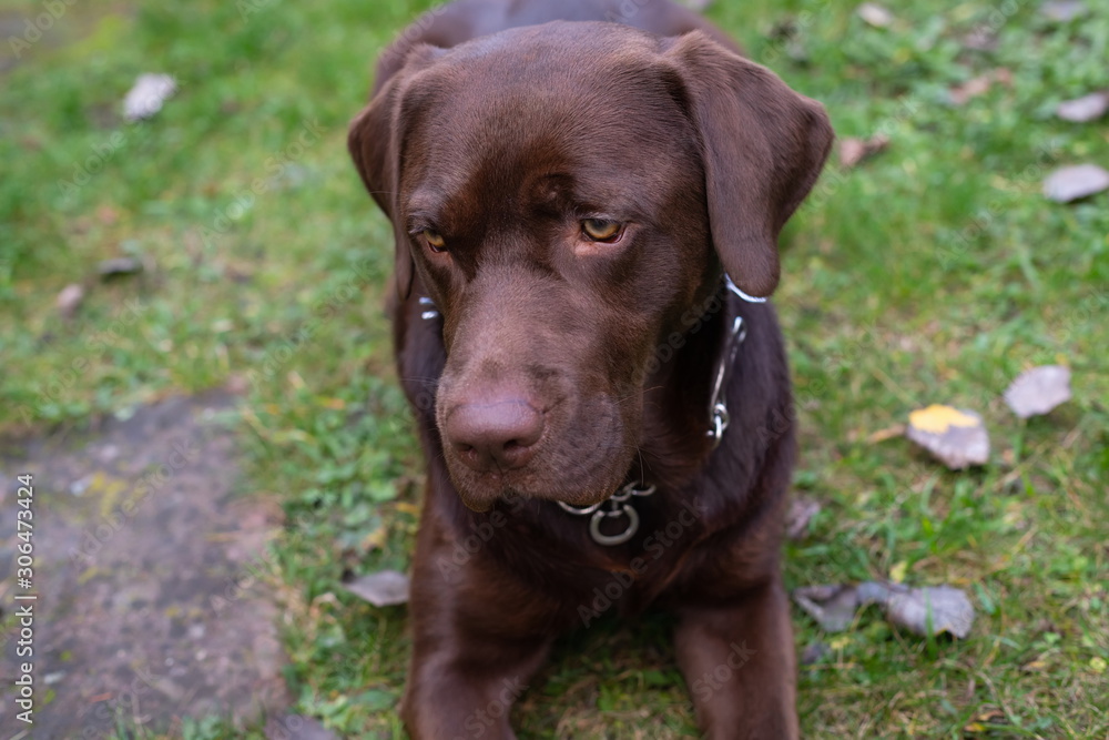 Anxious dog