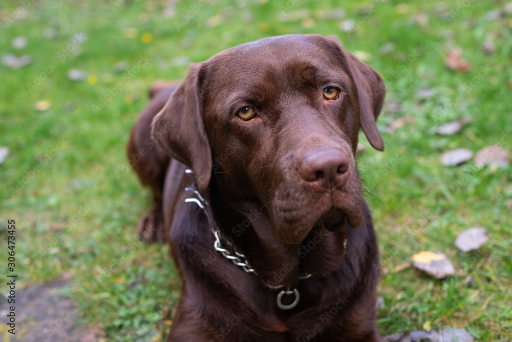 Anxious dog