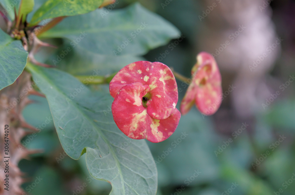 crown of thorns - Euphorbia milii pink flowers crown of thorns - Euphorbia milii pink flowers