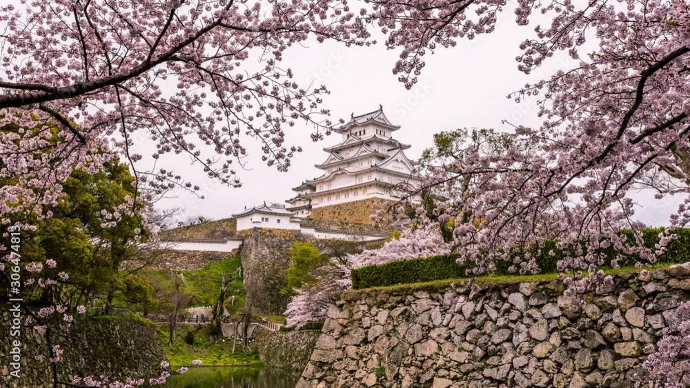 Cherry blossoms at Himeji Castle, also known as the White Heron Castle, Himeji, Japan time lapse Cherry blossoms at Himeji Castle, also known as the White Heron Castle, Himeji, Japan time lapse