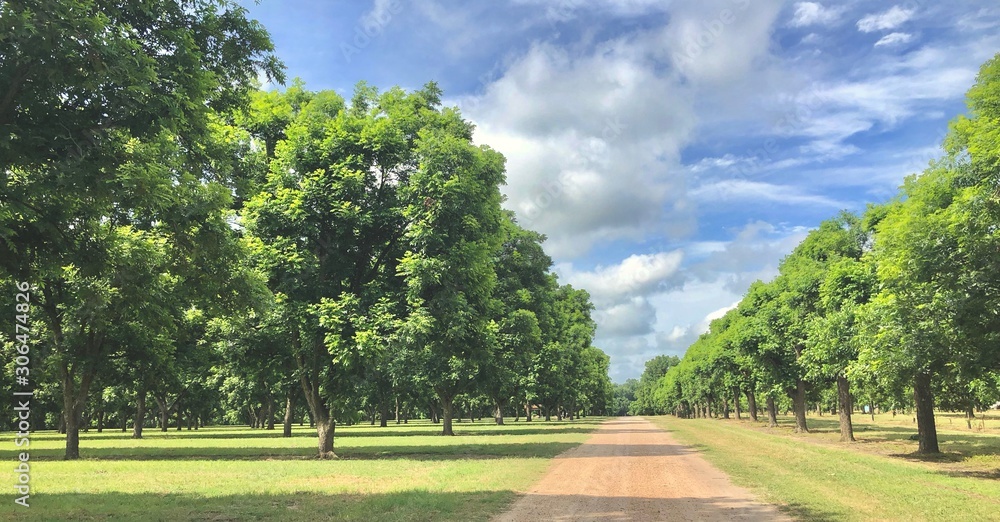 Naklejka premium Orchard