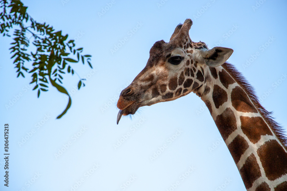 Giraffe sticking its tongue out Giraffe sticking its tongue out