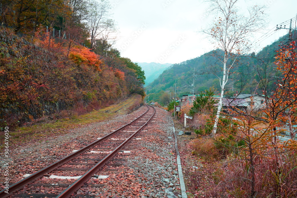 Fototapeta premium 紅葉とローカル線