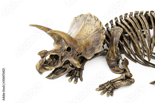 Fossil skeleton carcass of Dinosaur three horns Triceratops in position lie down isolated on white background. © Panupong