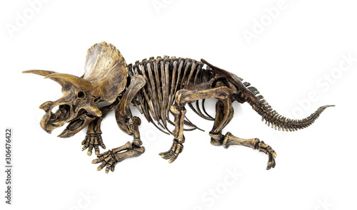 Fossil skeleton carcass of Dinosaur three horns Triceratops in position lie down isolated on white background.
