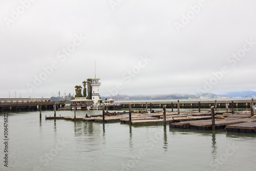 Sea Lions on Wooden Docks in Bay Water with Grey Clouds © Laura Rachfalski
