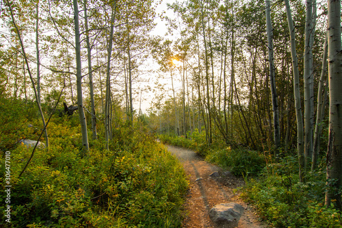 Sunrise in Green Birch Forest Wooded Path