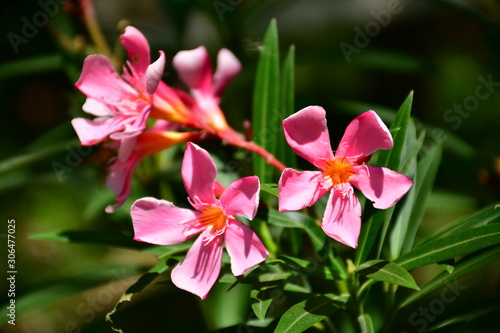 pink flower © Arnupaap