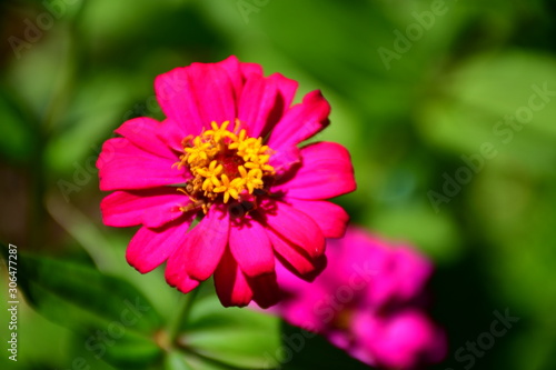 pink flower in the garden