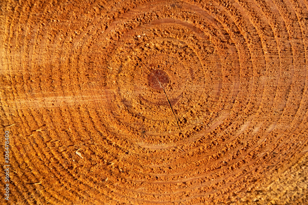 Fototapeta premium Wood texture, woodcut circular section with annual rings ,natural background.