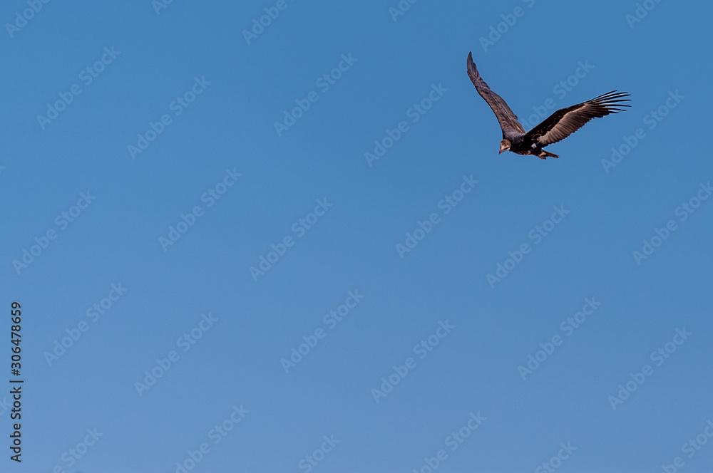 A White-headed vulture -Trigonoceps occipitalis- circling over Etosha National Park, Namibia. A White-headed vulture -Trigonoceps occipitalis- circling over Etosha National Park, Namibia.