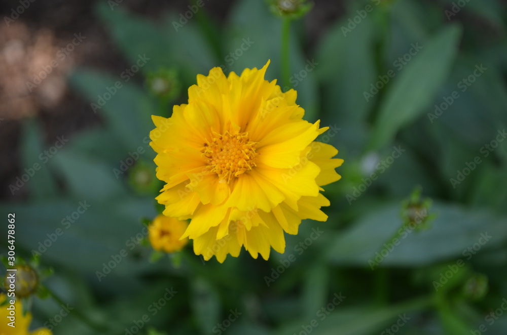 Summer in Nova Scotia: Closeup of Yellow Coreopsis Grandiflora 'Early Sunrise' Flower Summer in Nova Scotia: Closeup of Yellow Coreopsis Grandiflora 'Early Sunrise' Flower