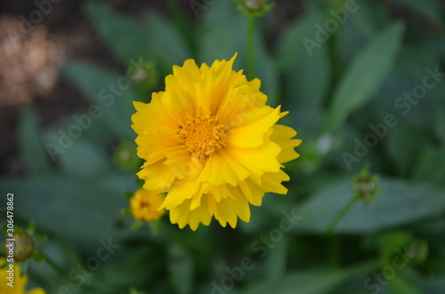 Summer in Nova Scotia: Closeup of Yellow Coreopsis Grandiflora 'Early Sunrise' Flower
