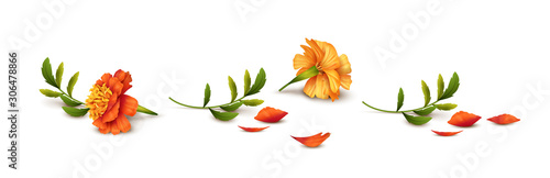 Marigold Flowers Vector