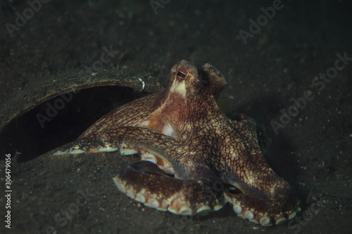 Coconut octopus (Amphioctopus marginatus). Underwater picture was taken in Lembeh Strait, Indonesia photo