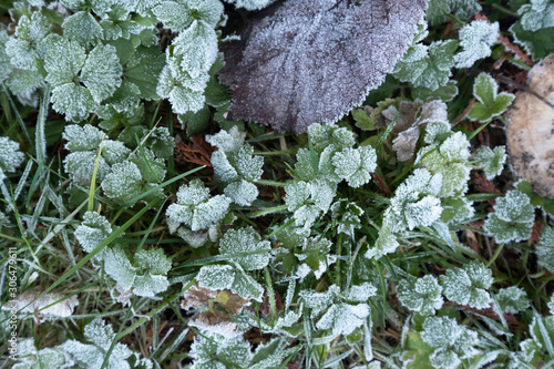 Frozen green and dry leaves coverer frosen ground . photo