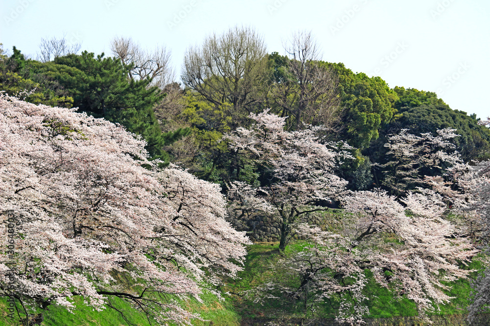 A view of Tokyo's Chidorigafuchi with cherry blossoms