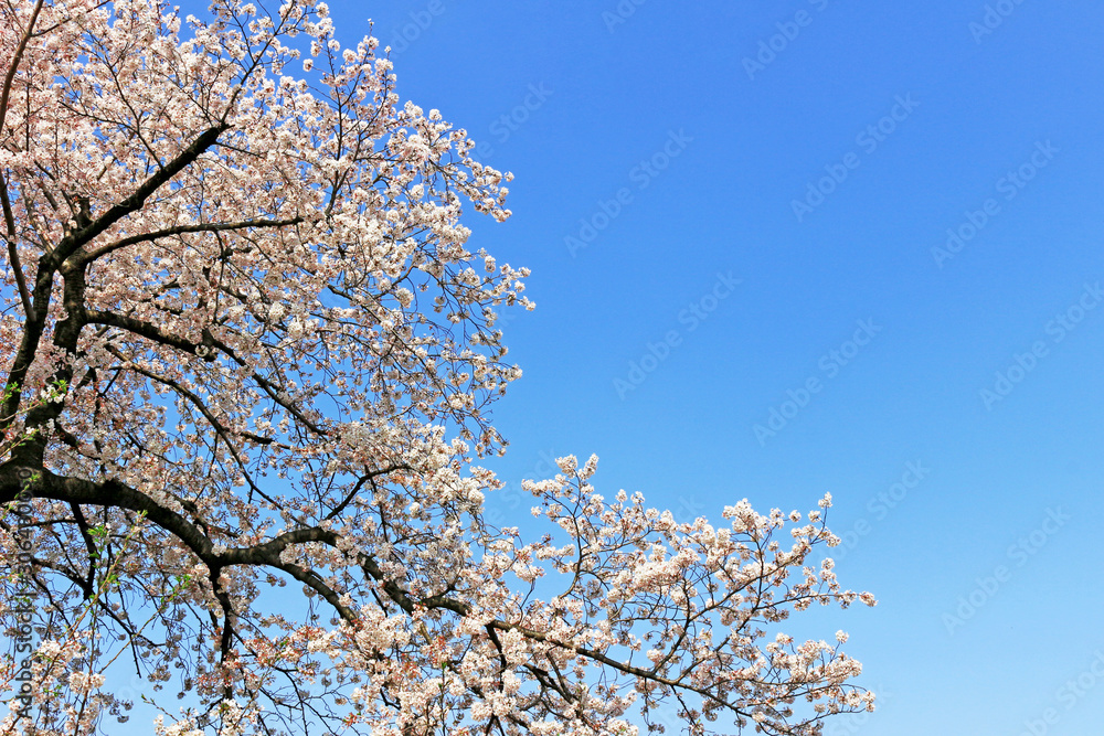 Cherry blossoms blooming in spring in Japan Cherry blossoms blooming in spring in Japan