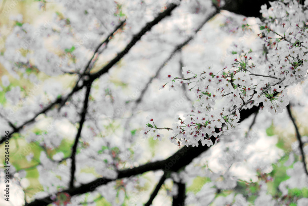 Cherry blossoms blooming in spring in Japan Cherry blossoms blooming in spring in Japan